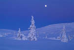 Arbres enneigés au clair de Lune -Finlande