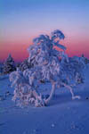 Arbres enneigés -Finlande