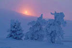 Arbres enneigés -Finlande