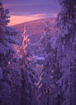 Arbres enneigés -Finlande