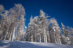 Arbres enneigés -Finlande