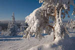 Arbres enneigés -Finlande