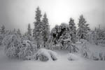 Arbres enneigés -Finlande