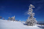Arbres enneigés -Finlande