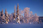 Arbres enneigés -Finlande