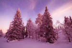 Arbres enneigés -Finlande