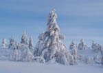Arbres enneigés -Finlande