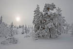 Arbres enneigés -Finlande