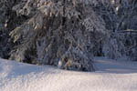 Arbres enneigés et gel