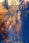 Arbres enneigés et gel