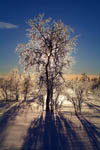 Arbres recouverts de gel