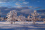 Arbres recouverts de gel
