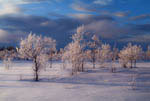 Arbres recouverts de gel