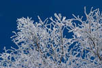 Branches d'arbre gelées