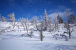 Chute de neige 