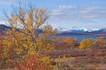 Rivages du Kilpisjarvï en automne