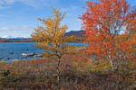Rivages du Kilpisjarvï en automne