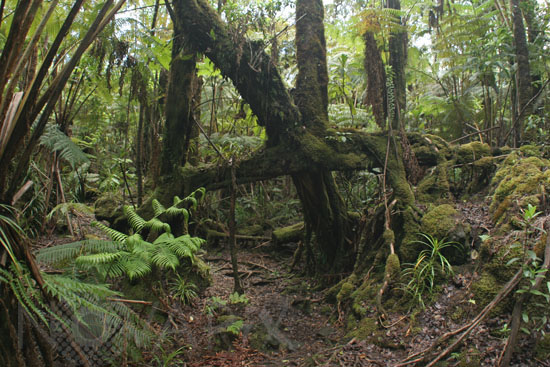 Forêt primaire - Ile d'Hawaii 
