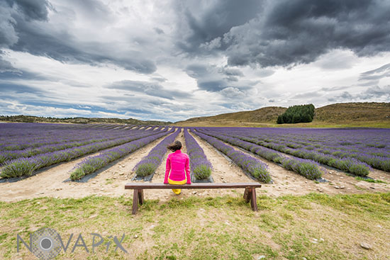 Resting in a field of lavander - New Zealand
