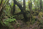 Forêt primaire - Ile d'Hawaii 