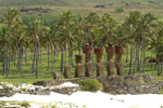 Moai on Easter island