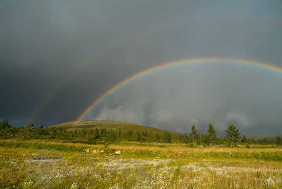 Rainbow in Lapland