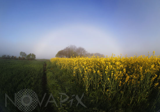 Fogbow