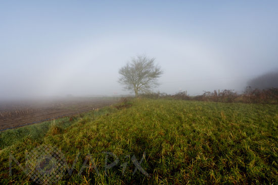 Fogbow