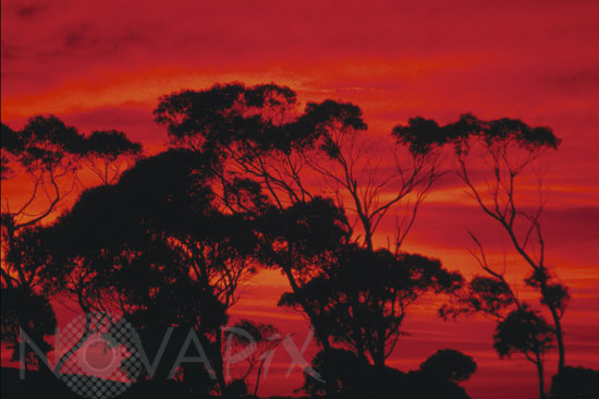 Trees and sunset