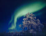 Aurore boréale -Finlande - 11/1998