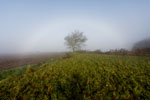 Arc de brume