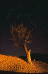 Circumpolaire 