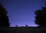 Chevreuils dans la nuit