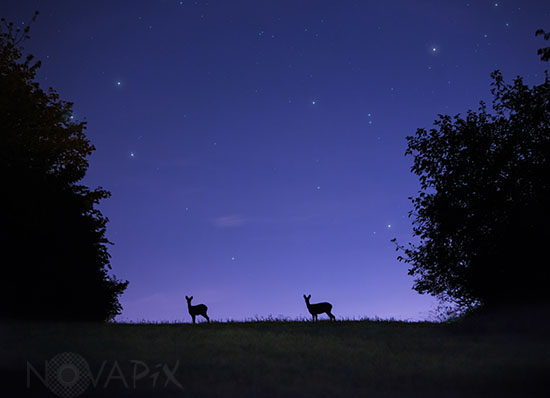Chevreuils dans la nuit