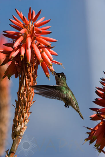Green-backed Firecrown