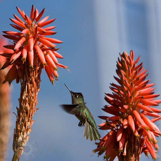 Colibri du Chili