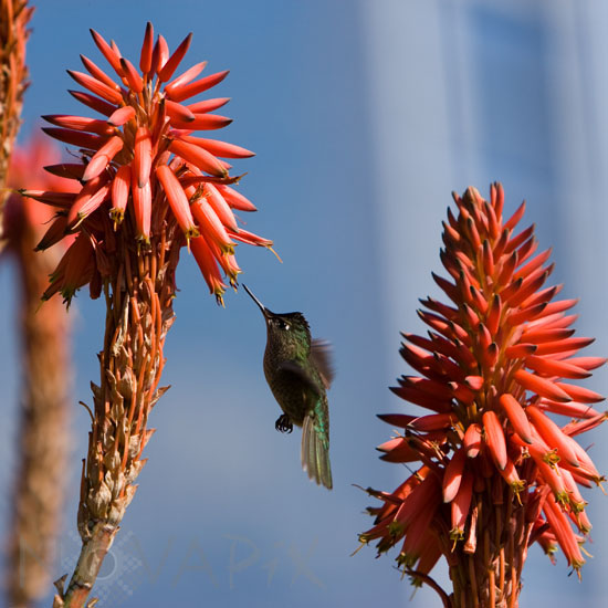 Green-backed Firecrown