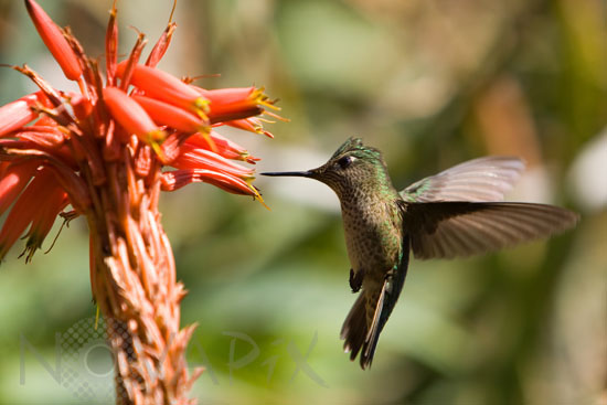 Green-backed Firecrown