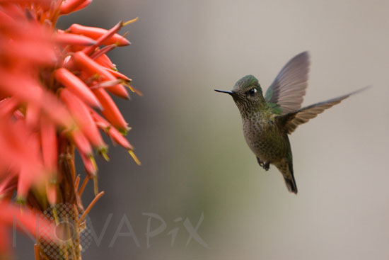 Colibri du Chili