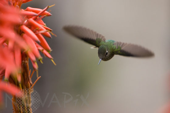 Green-backed Firecrown