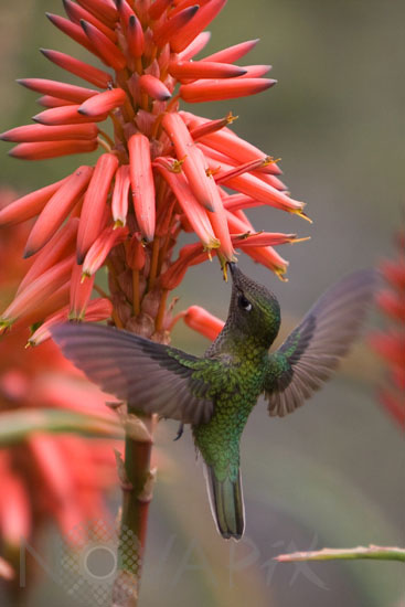 Green-backed Firecrown