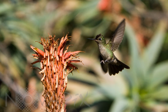 Green-backed Firecrown