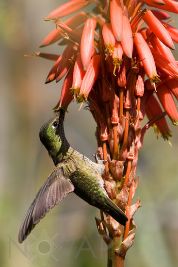 Green-backed Firecrown