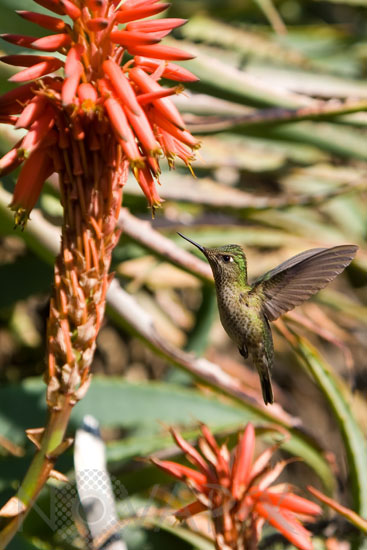 Green-backed Firecrown