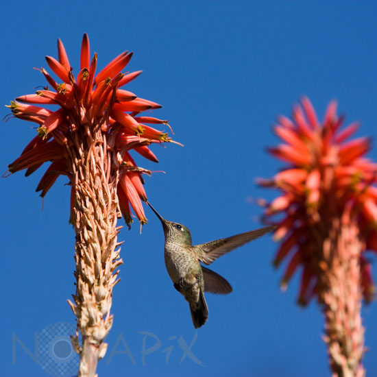 Colibri du Chili
