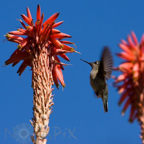 Green-backed Firecrown