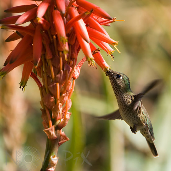 Green-backed Firecrown