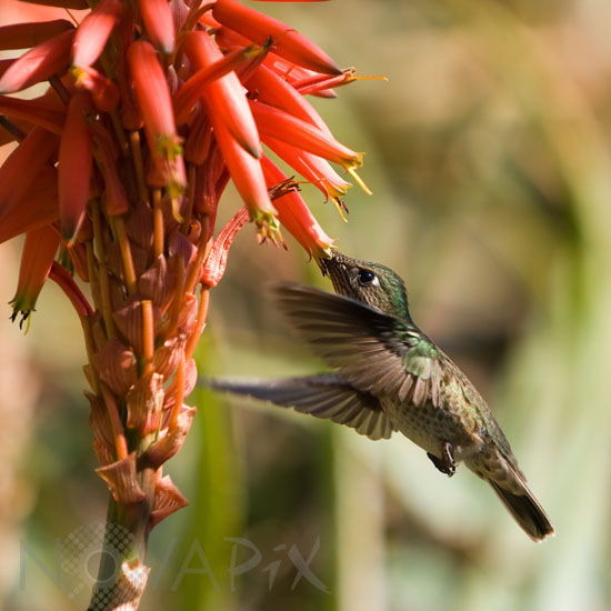Green-backed Firecrown