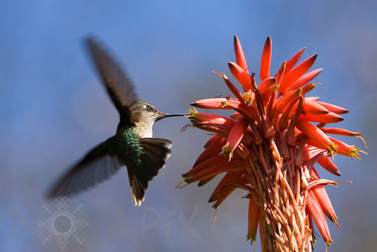 Green-backed Firecrown