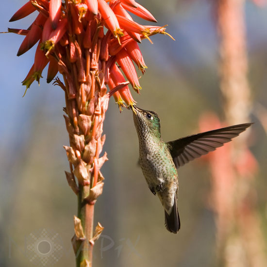 Green-backed Firecrown